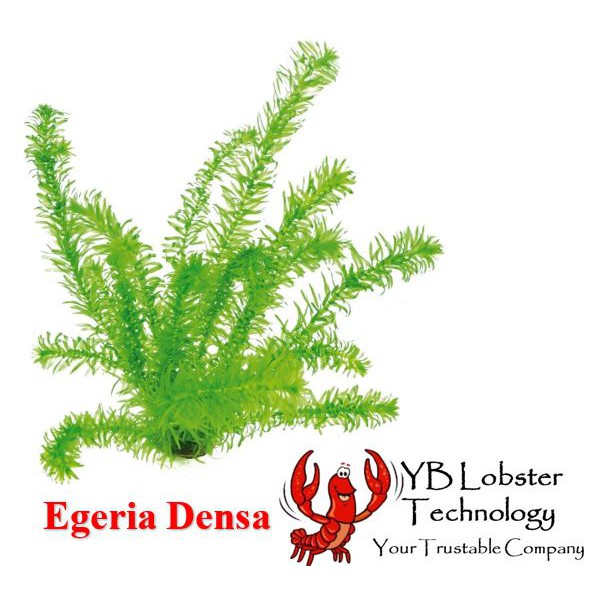 Egeria Densa/RUMPAI AIR SEGAR | Makanan Lobster AIR TAWAR / Guppy / Aquascape/Aquatic plant