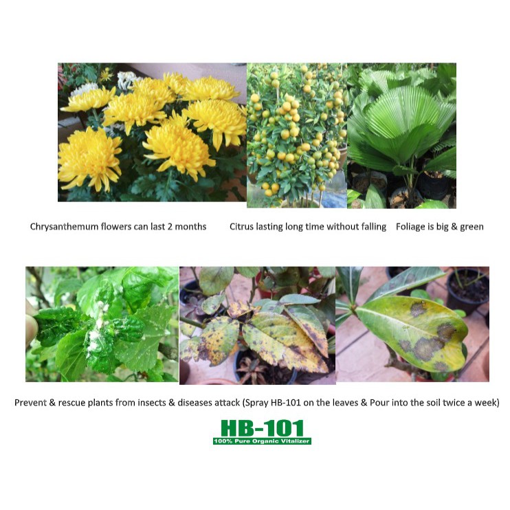 HB-101 Organic Plant Growth Vitalizer Fertilizer 100 ML(Japan formulated) / BAJA ORGANIK HB-101 100ML (Jepun formulated)