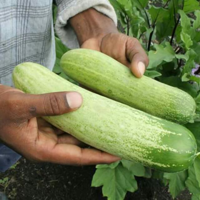 Qadhijah Natural Farm vegetable seeds : Cucumber