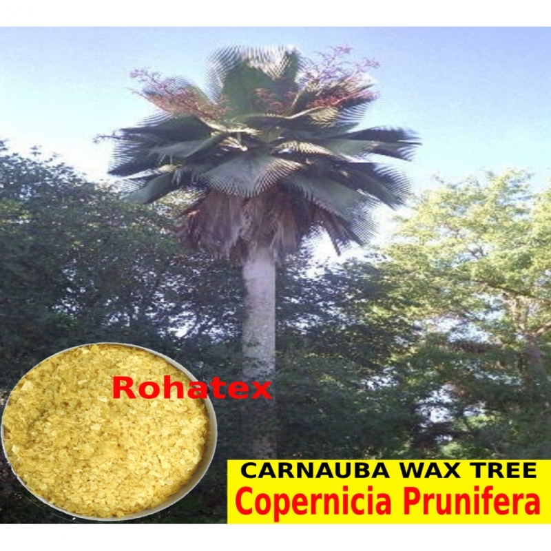 CARNAUBA WAX FLAKES/ COPERNICIA PRUNIFERA / QUEEN OF WAXES,BRAZILLIAN PALM WAX/ ORIGINAL IMPORT MURAH-100g