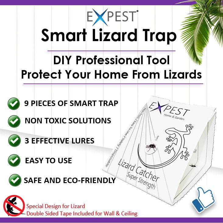 Humane Lizard Trap: I had a gecko making a bit of a mess in my kitchen,  living in my knife block, and wanted to move him outside, and found…