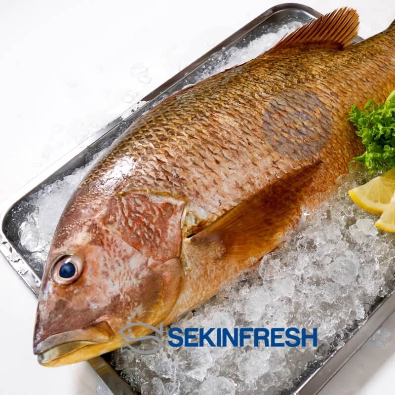 Golden Snapper Whole Fish Fillet