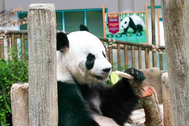Zoo Negara (Admission Ticket + Panda Conservation Centre) - Malaysian Adult (Age 13 & above)