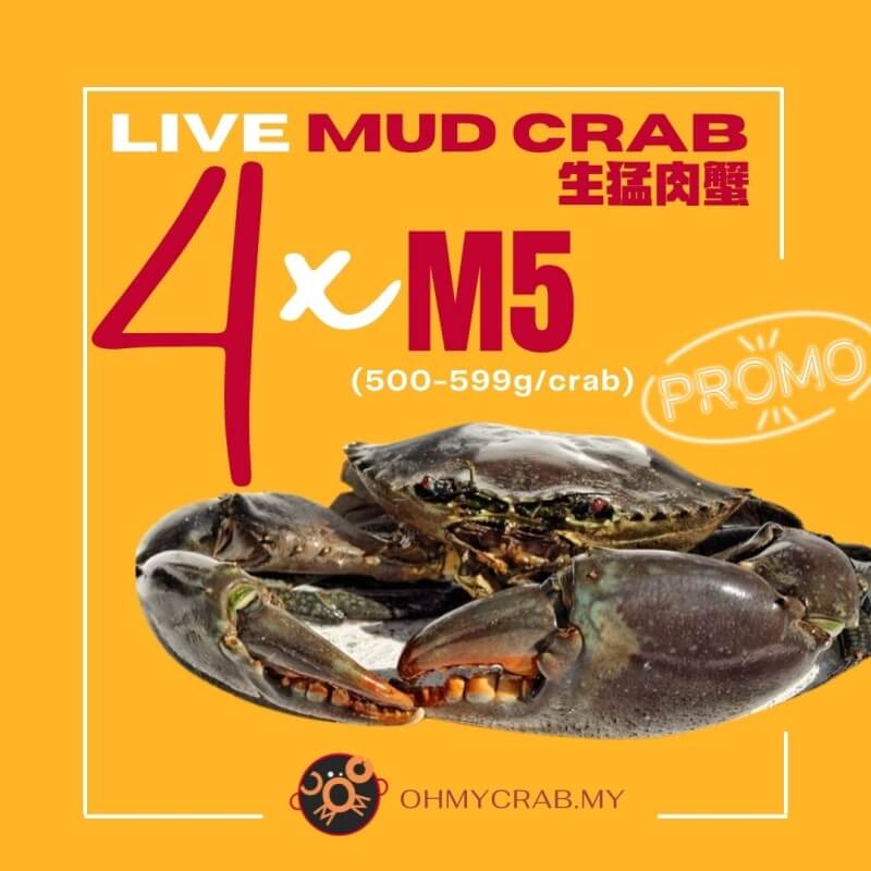 Live Mud Crab Promo M5 (500-590g) x 4 crab