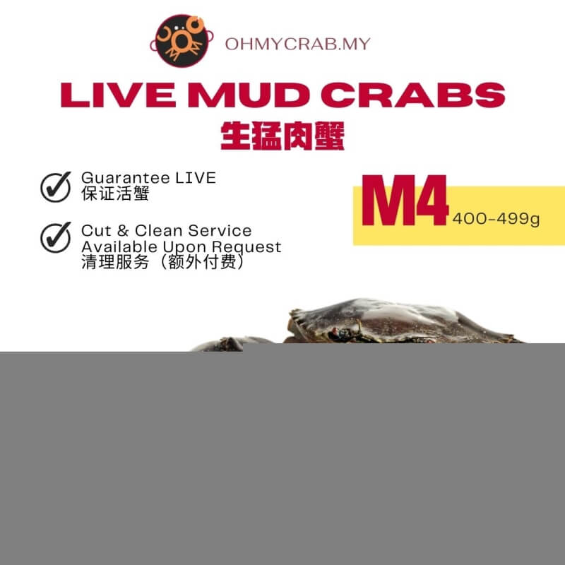 Live Mud Crab M4 (400-490g)