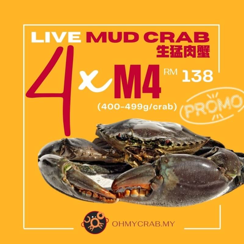 Live Mud Crab Promo M4 (400-490g) x 4 crab