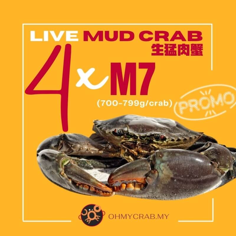 Live Mud Crab Promo M7 (700-790g) x 4 crab