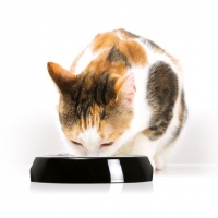 Catit Cat Feeding Dish Single Feed Bowl White / Black