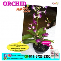 AzfaRich Orchid Magic Grow (Baja Orkid Organic) - 500ml