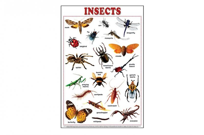 Insect Chart